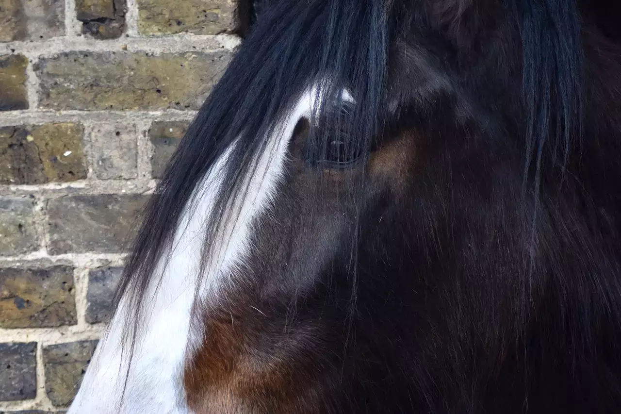 William the shire horse